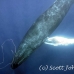 whale_humpback_h_00189_dom3588.jpg